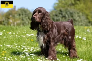 Read more about the article Criadores de Field Spaniel e cachorros em Baden-Württemberg
