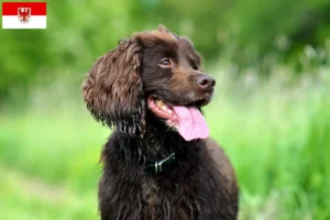 Read more about the article Criadores de Field Spaniel e cachorros em Brandenburg