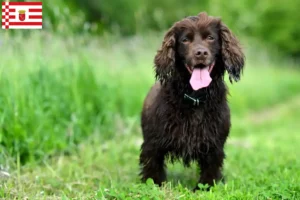 Read more about the article Criadores de Field Spaniel e cachorros em Bremen