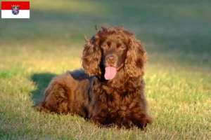 Read more about the article Criadores de Field Spaniel e cachorros em Hessen