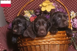 Read more about the article Criadores de Field Spaniel e cachorros na Polónia