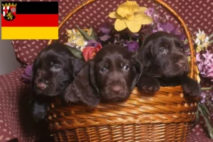 Read more about the article Criadores de Field Spaniel e cachorros em Renânia-Palatinado