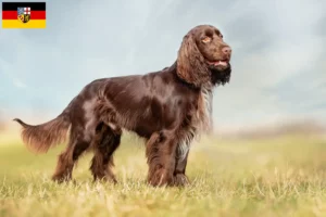 Read more about the article Criadores de Field Spaniel e cachorros em Saarland