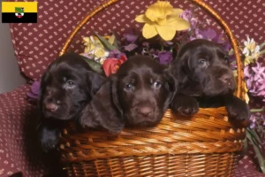 Read more about the article Criadores de Field Spaniel e cachorros em Saxónia-Anhalt