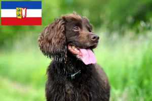 Read more about the article Criadores de Field Spaniel e cachorros em Schleswig-Holstein