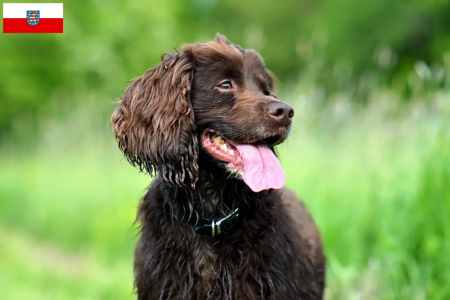 Field Spaniel cachorros e criadores Turíngia Encontre aqui criadores de Field Spaniels em Thuringia.