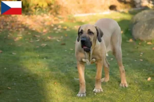 Read more about the article Fila Brasileiro criadores e cachorros na República Checa