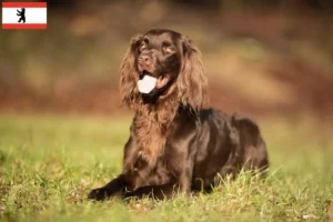 Read more about the article Criadores de pelo comprido alemão e cachorros em Berlim