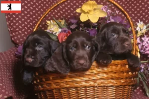 Read more about the article Criadores de Field Spaniel e cachorros em Berlim
