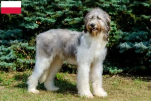 Read more about the article Criadores de Mioritic e cachorros na Polónia