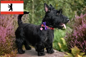 Read more about the article Criadores de Scottish Terrier e cachorros em Berlim