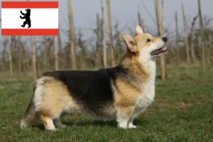 Read more about the article Criadores de Welsh Corgi e cachorros em Berlim