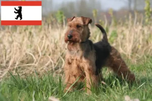 Read more about the article Criadores de Welsh Terrier e cachorros em Berlim