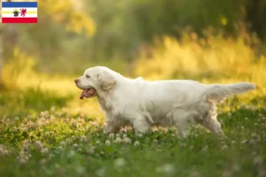 Read more about the article Criadores de Clumber Spaniel e cachorros em Mecklenburg-Vorpommern