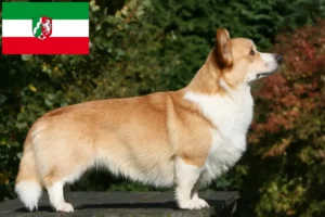 Read more about the article Criadores de Welsh Corgi e cachorros na Renânia do Norte-Vestefália
