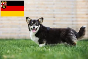 Read more about the article Criadores de Welsh Corgi e cachorros em Renânia-Palatinado