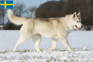 Read more about the article Criadores de Husky e cachorros na Suécia