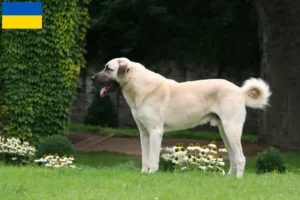 Read more about the article Criadores de Kangal e cachorros na Ucrânia