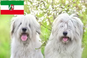 Read more about the article Criador de Ovtcharka do Sul da Rússia e cachorros na Renânia do Norte-Vestefália
