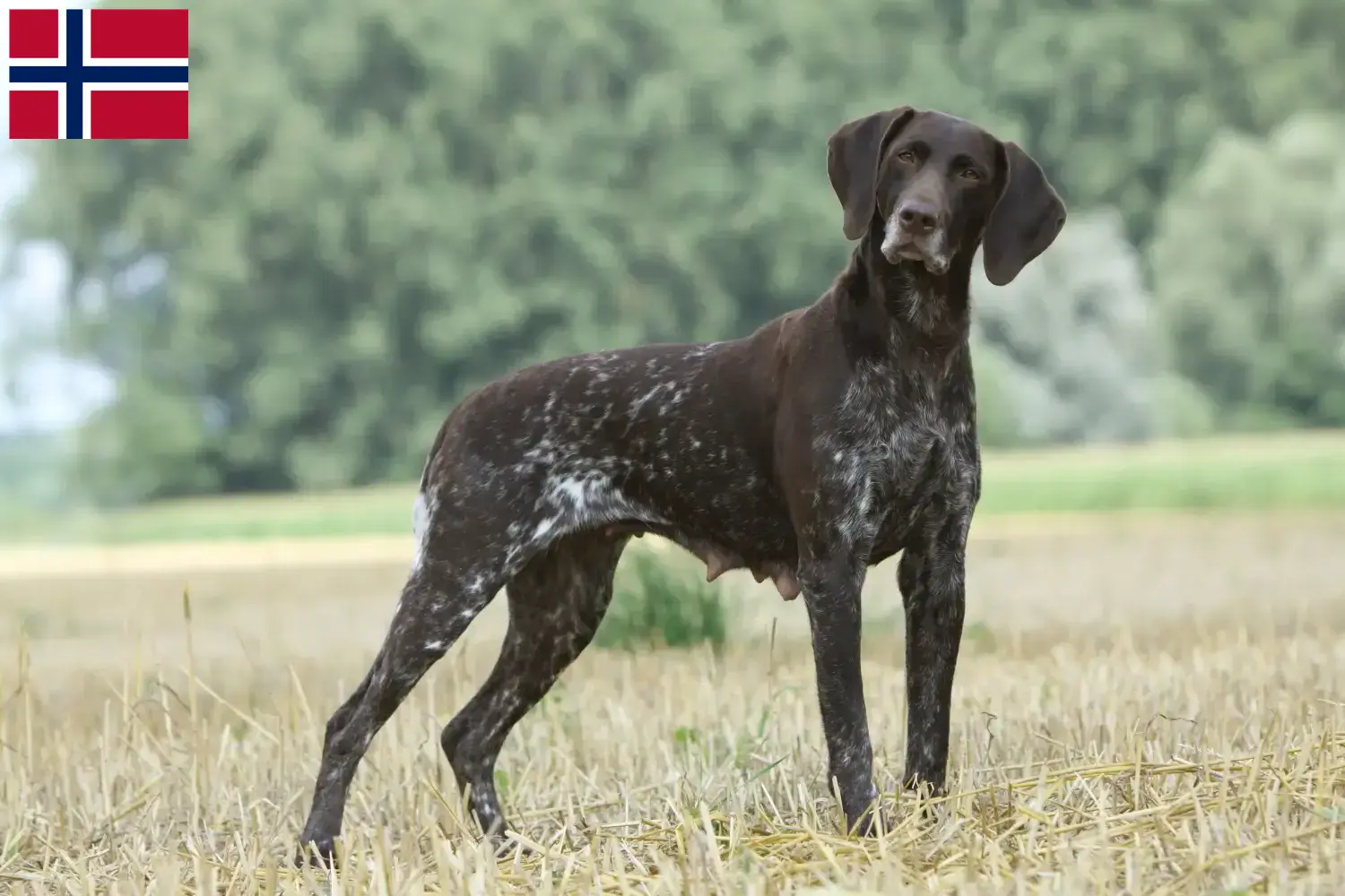 Cachorros de pelo curto alemão e criadores Noruega Aqui pode encontrar criadores de pelo curto alemão na Noruega.