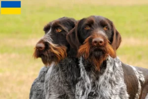 Read more about the article Criadores de pelo de arame alemão e cachorros na Ucrânia