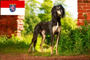 Read more about the article Criadores de saluki e cachorros em Hessen