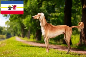 Read more about the article Criadores de saluki e cachorros em Mecklenburg-Vorpommern