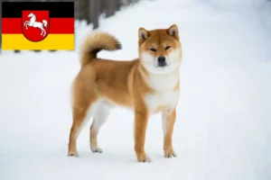 Read more about the article Criadores de Shiba e cachorros na Baixa Saxónia
