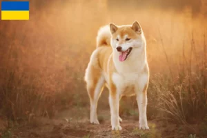 Read more about the article Criadores de Shiba e cachorros na Ucrânia