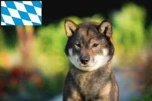 Read more about the article Criadores de Shikoku e cachorros na Baviera