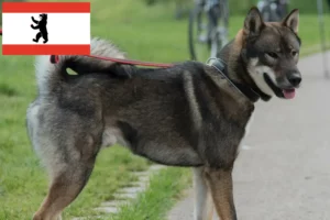 Read more about the article Criadores de Shikoku e cachorros em Berlim
