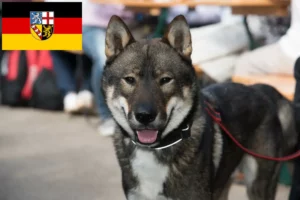 Read more about the article Criadores de Shikoku e cachorros em Saarland
