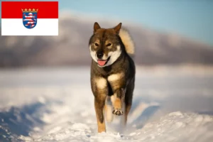 Read more about the article Criadores de Shikoku e cachorros em Hessen