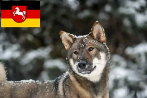 Read more about the article Criadores de Shikoku e cachorros na Baixa Saxónia