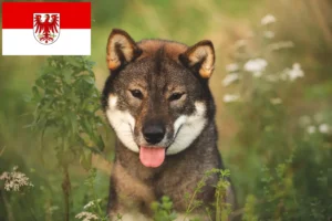 Read more about the article Criadores de Shikoku e cachorros em Brandenburg