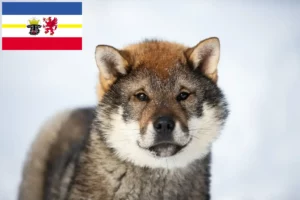 Read more about the article Criadores de Shikoku e cachorros em Mecklenburg-Vorpommern