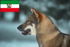 Read more about the article Criadores de Shikoku e cachorros na Renânia do Norte-Vestefália