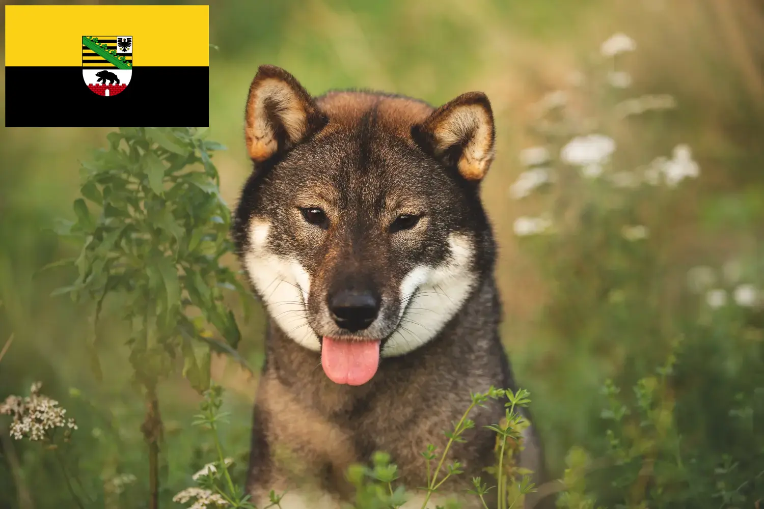 Read more about the article Criadores de Shikoku e cachorros em Saxónia-Anhalt