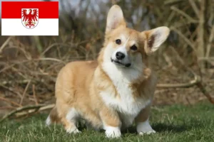 Read more about the article Criadores de Welsh Corgi e cachorros em Brandenburg