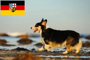 Read more about the article Criadores de Welsh Corgi e cachorros em Saarland