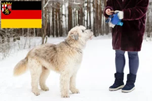 Read more about the article Criador de Ovtcharka do Sul da Rússia e cachorros em Renânia-Palatinado