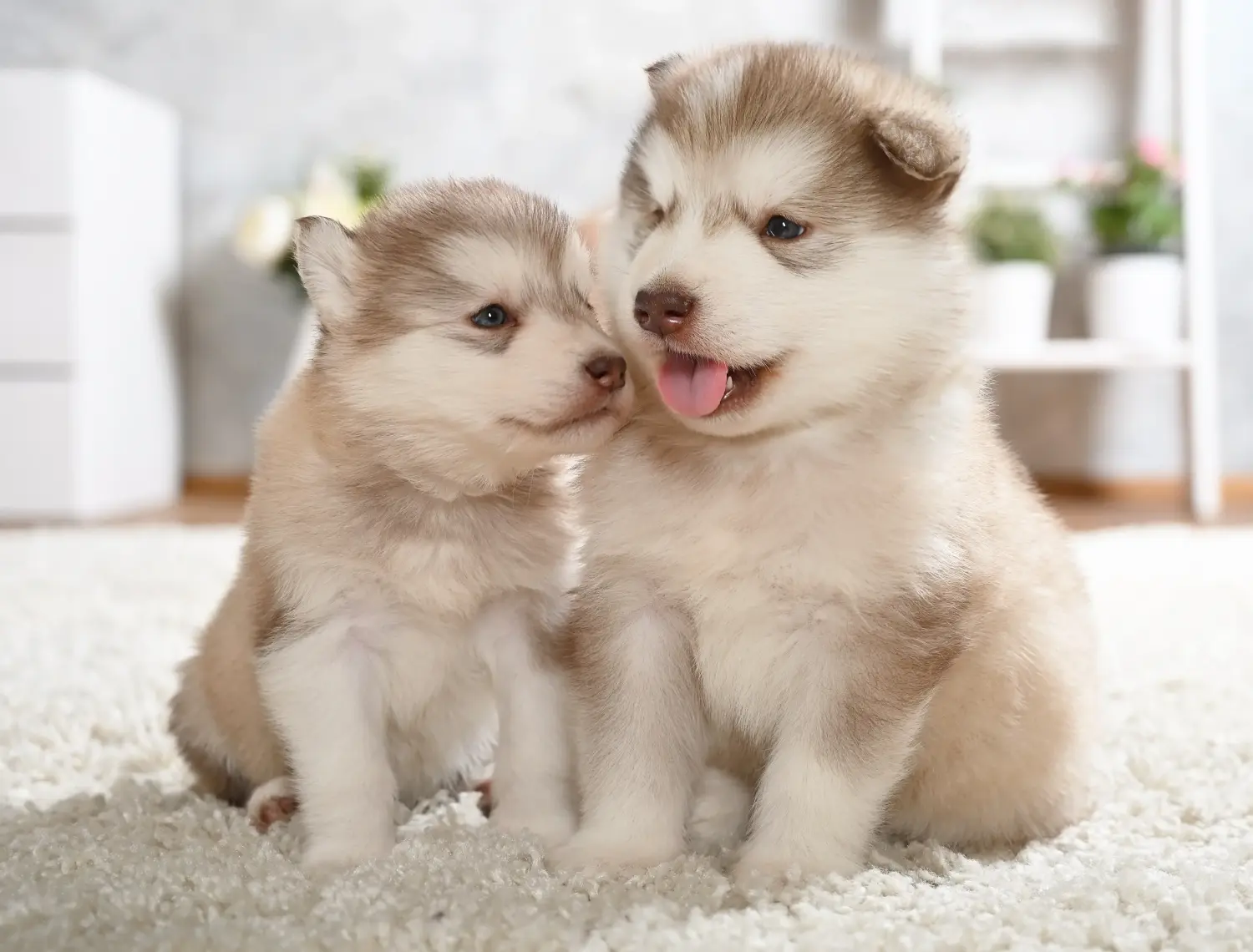 Comprar um cachorro Malamute do Alasca significa assumir responsabilidades! Comprar cachorros Malamute do Alasca.