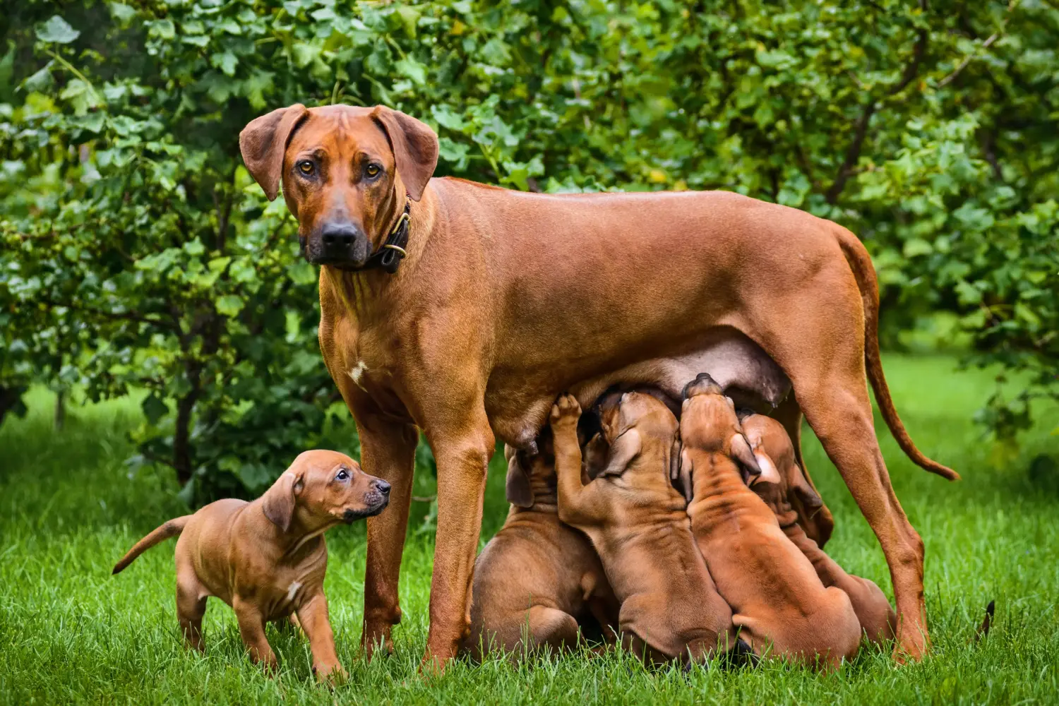 Comprar um cachorro da raça Rhodesian Ridgeback significa assumir responsabilidades! Comprar cachorros Rhodesian Ridgeback.