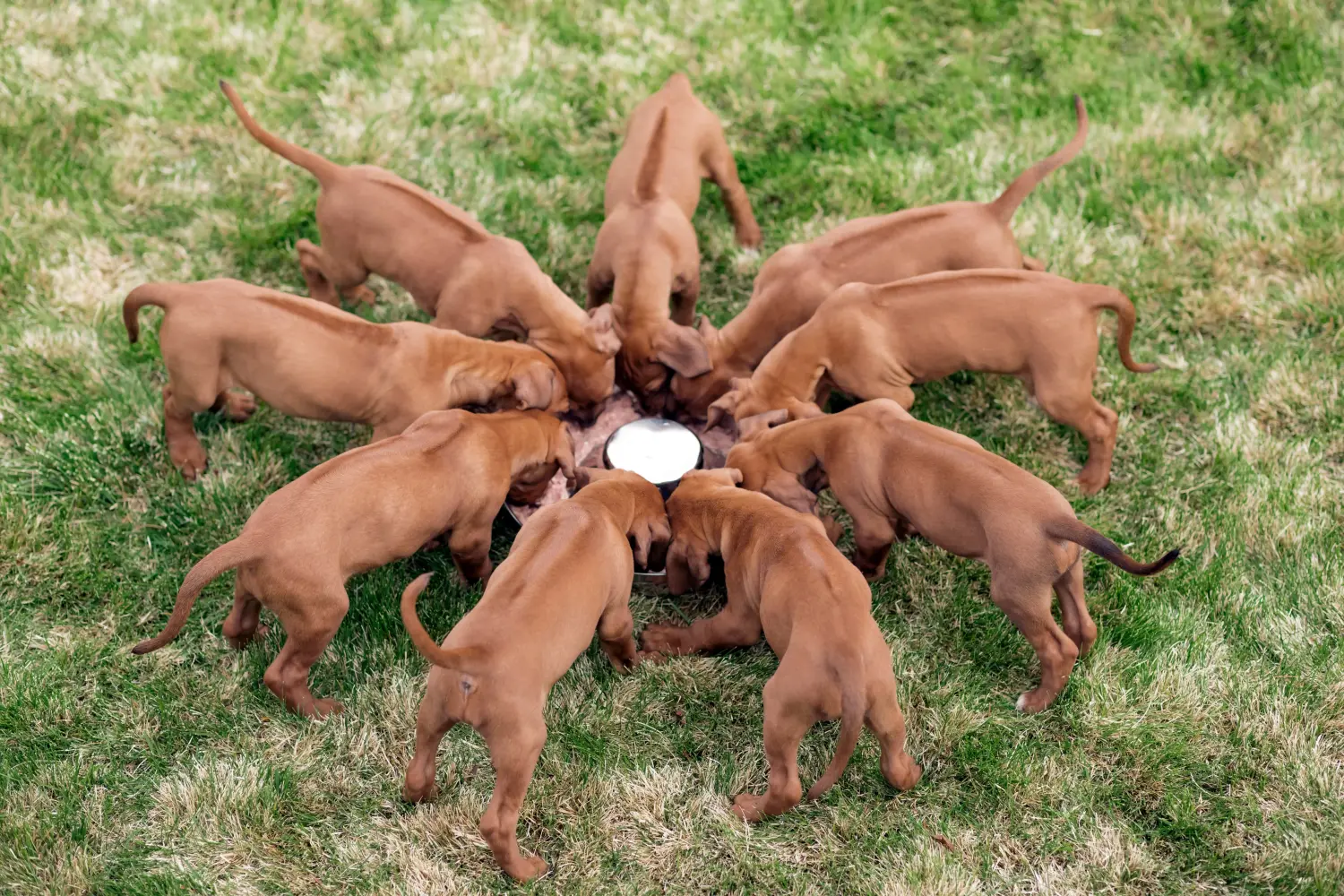 Comprar um cachorro da raça Rhodesian Ridgeback significa assumir responsabilidades! Comprar cachorros Rhodesian Ridgeback.