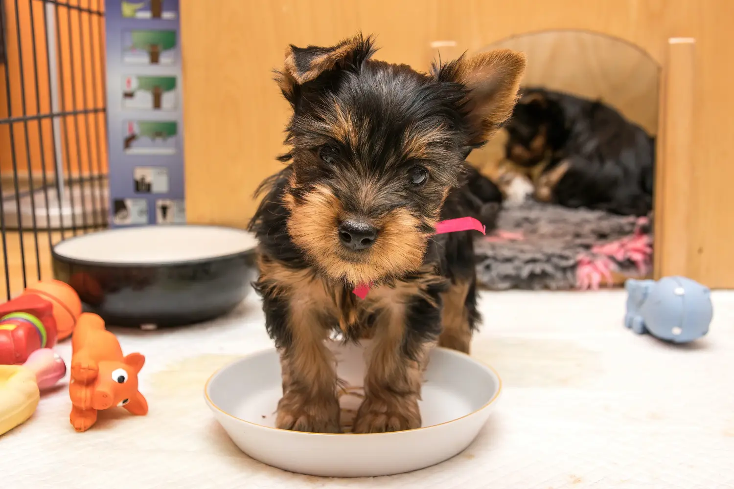 Comprar um cachorro Silky Terrier Australiano significa assumir responsabilidades! Comprar cachorros Silky Terrier australiano.