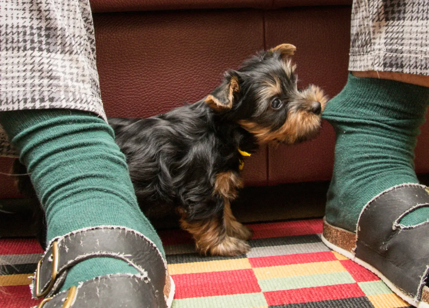 Comprar um cachorro Silky Terrier Australiano significa assumir responsabilidades! Comprar cachorros Silky Terrier australiano.