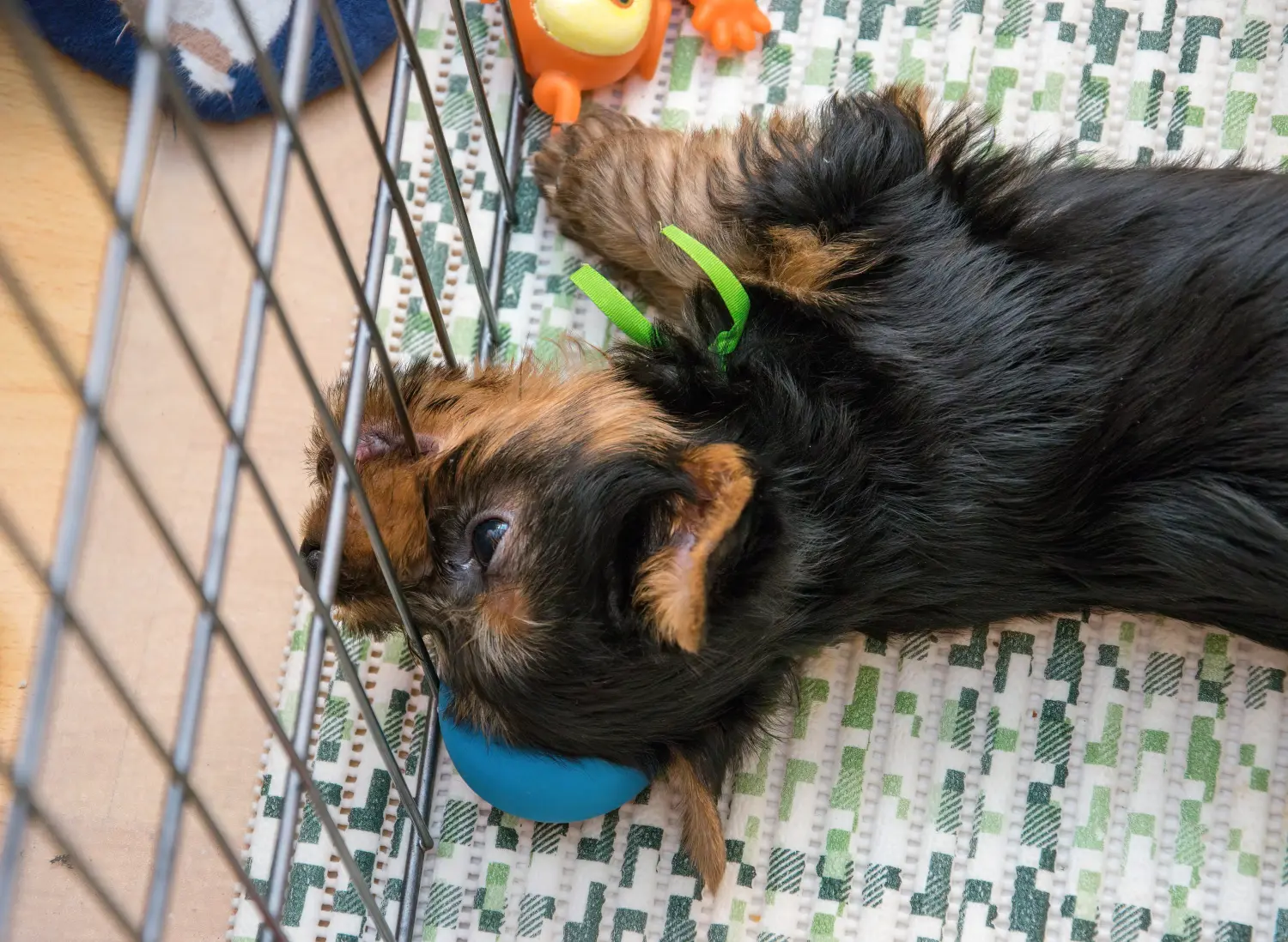 Comprar um cachorro Silky Terrier Australiano significa assumir responsabilidades! Comprar cachorros Silky Terrier australiano.