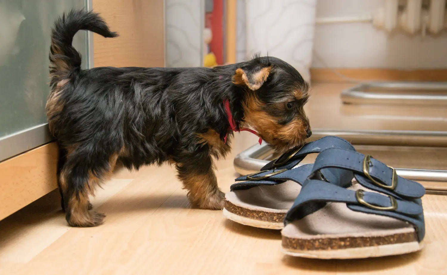Comprar um cachorro Silky Terrier Australiano significa assumir responsabilidades! Comprar cachorros Silky Terrier australiano.