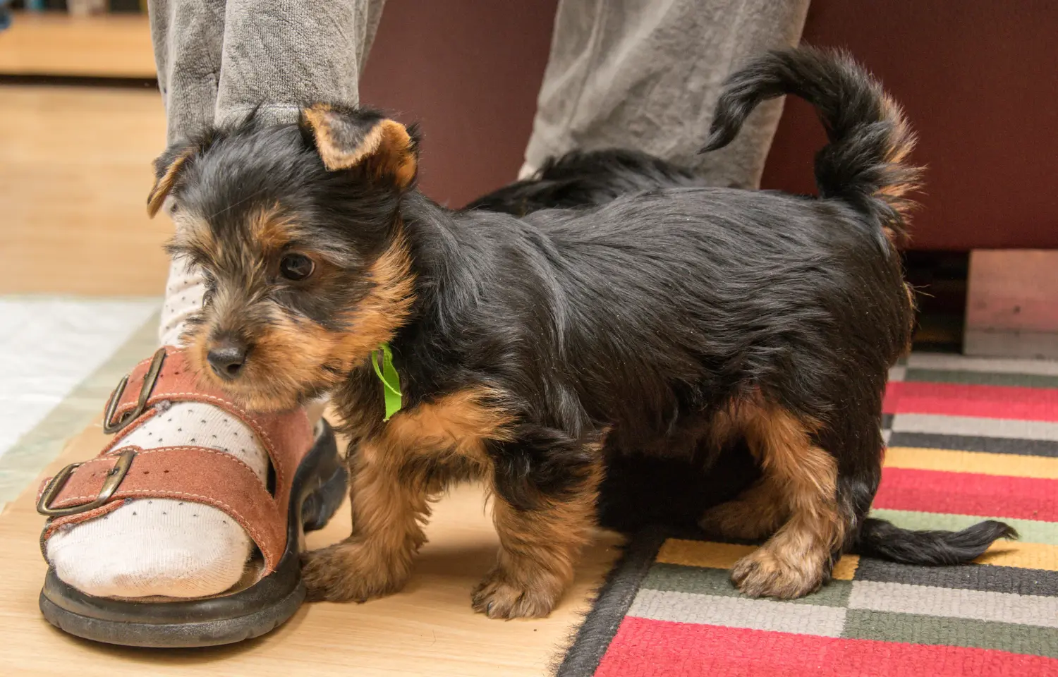 Comprar um cachorro Silky Terrier Australiano significa assumir responsabilidades! Comprar cachorros Silky Terrier australiano.