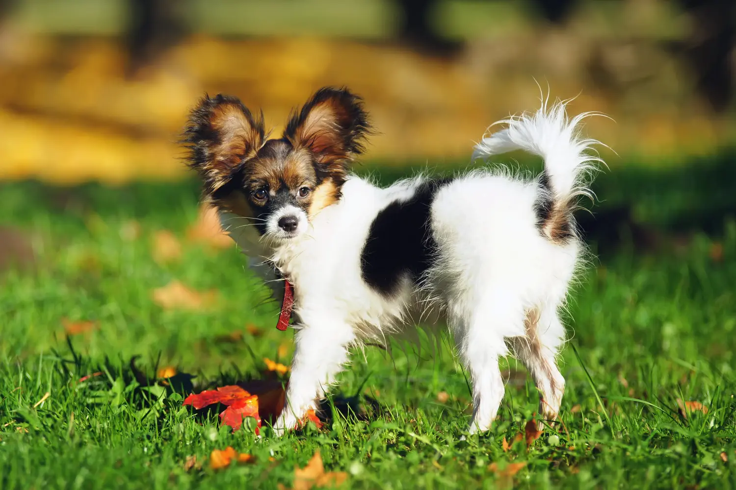 Comprar um cachorro Spaniel Miniatura Continental significa assumir a responsabilidade! Comprar cachorros Spaniel Miniatura Continental.